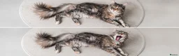 Maine Coon cats for sale: Torbie mainecoon queen for sale - Advert 2