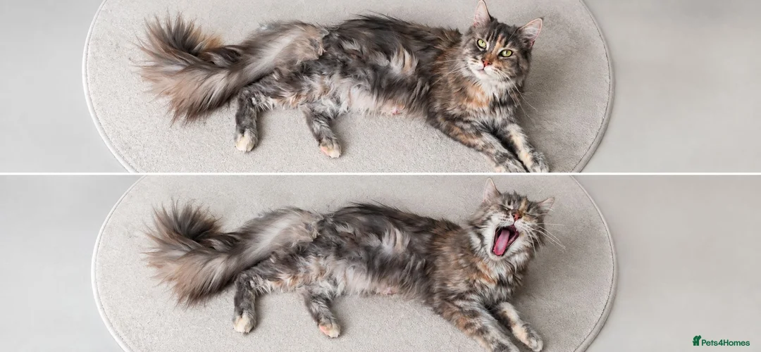 Maine Coon cats for sale: Torbie mainecoon queen for sale - Advert 2