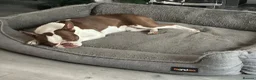 Boston Terrier dogs for stud: PROVEN RED KC REG BOSTON TERRIER  - Advert 9