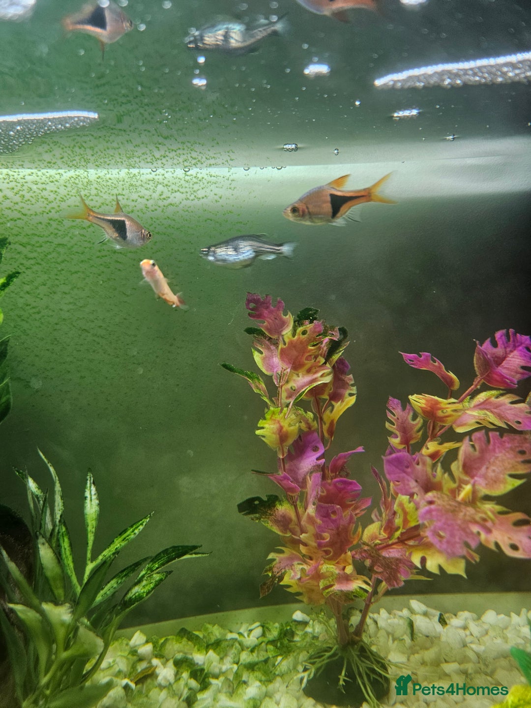 Other/Mixed Breed fish for sale: Fish, Frogs and Tank for sale  - Advert 6