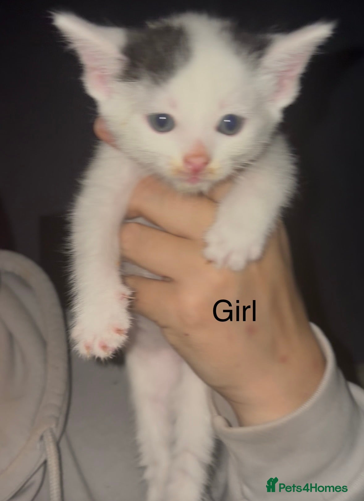 Mixed Breed cats Beautiful Kittens For Sale  - Advert 6