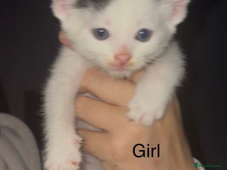 Mixed Breed cats Beautiful Kittens For Sale - Advert 7