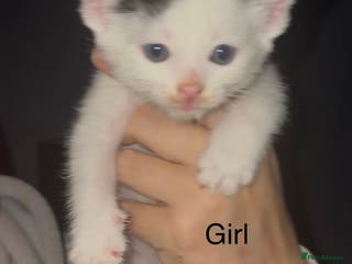 Mixed Breed cats All sold - Beautiful Kittens For Sale - Advert 1