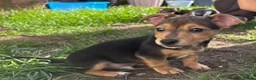 Jack Russell dogs for sale: Jack Russell Puppies - Advert 3