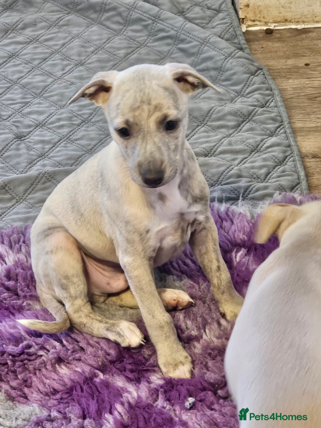 Whippet dogs for sale: ✨🐾 Gorgeous KC Registered Whippet puppies  🐾✨  - Advert 35