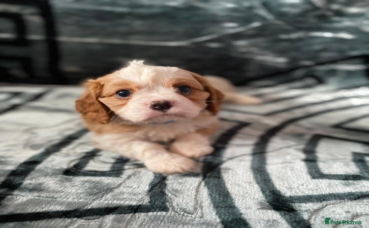 Cavalier King Charles Spaniel dogs - Advert 3