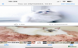Ragdoll cats for sale: Lilac bicolour and mitted Ragdolls - Image 7