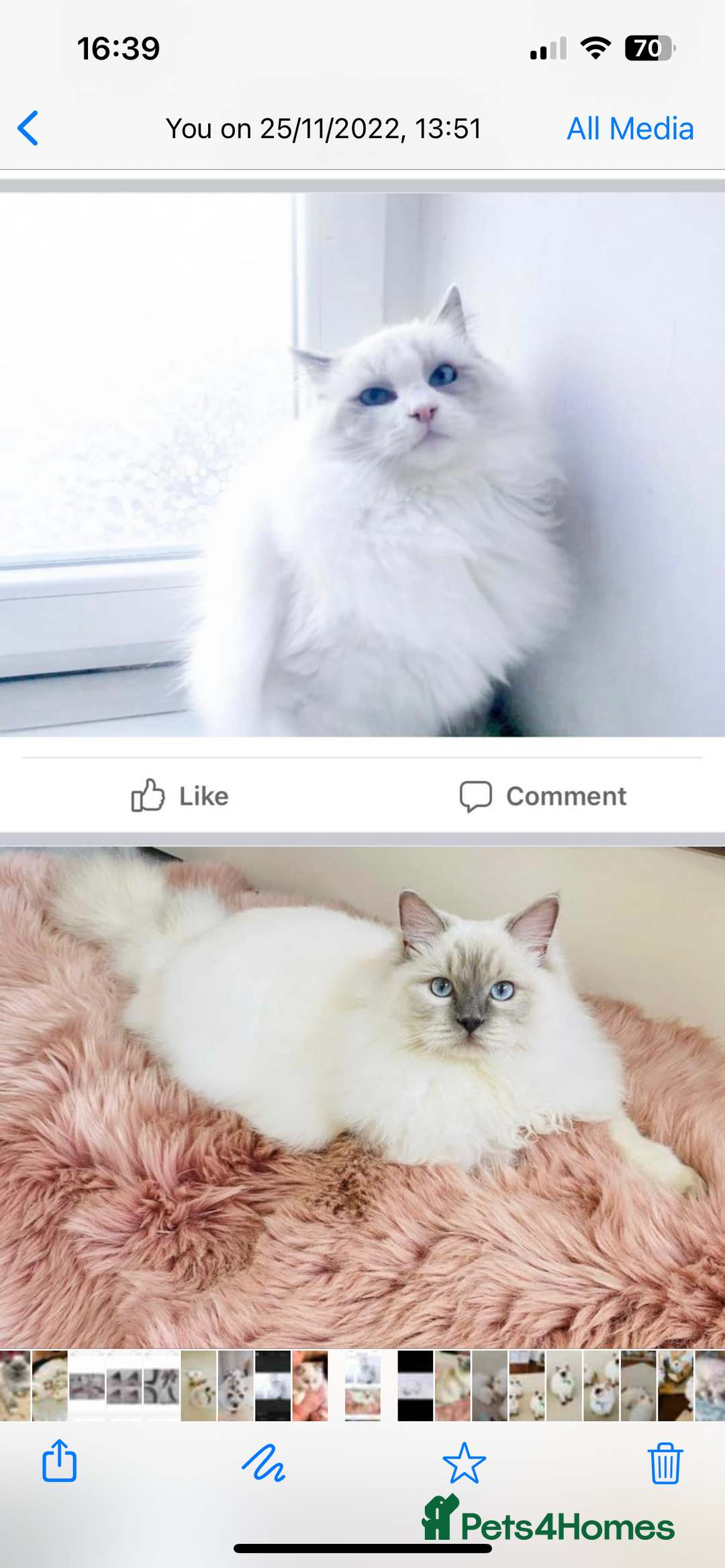 Ragdoll cats for sale: Lilac bicolour and mitted Ragdolls - Image 7