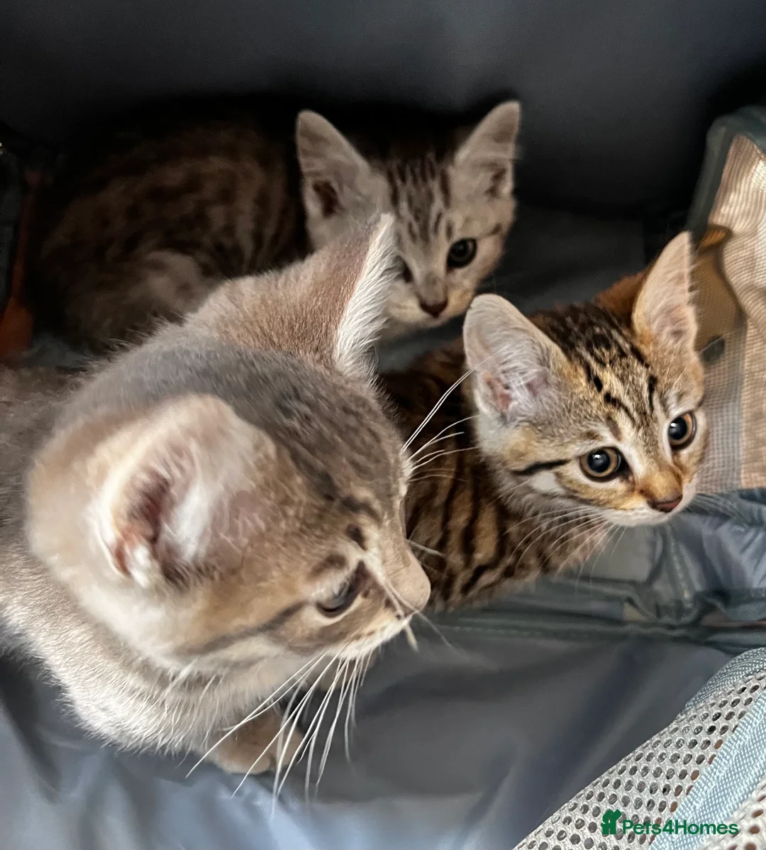 Mixed Breed cats for sale: 💕Simply Stunning Babies ready to leave💕 - Advert 2