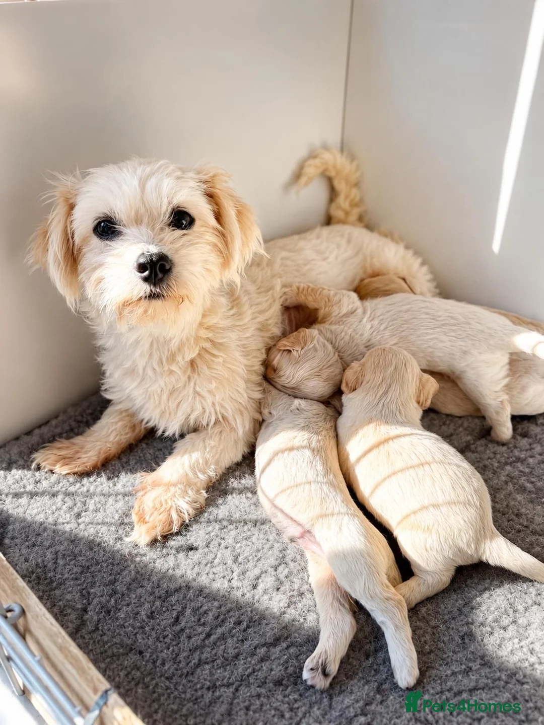 Coton De Tulear dogs for sale: Coton noodles puppies ready now  - Advert 2