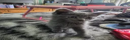Persian cats for sale: 3 beautiful kittens ready now  - Advert 28