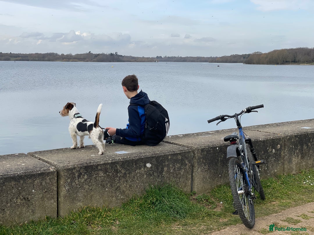 Jack Russell dogs for stud: Jack Russell Terrier Stud - Advert 8