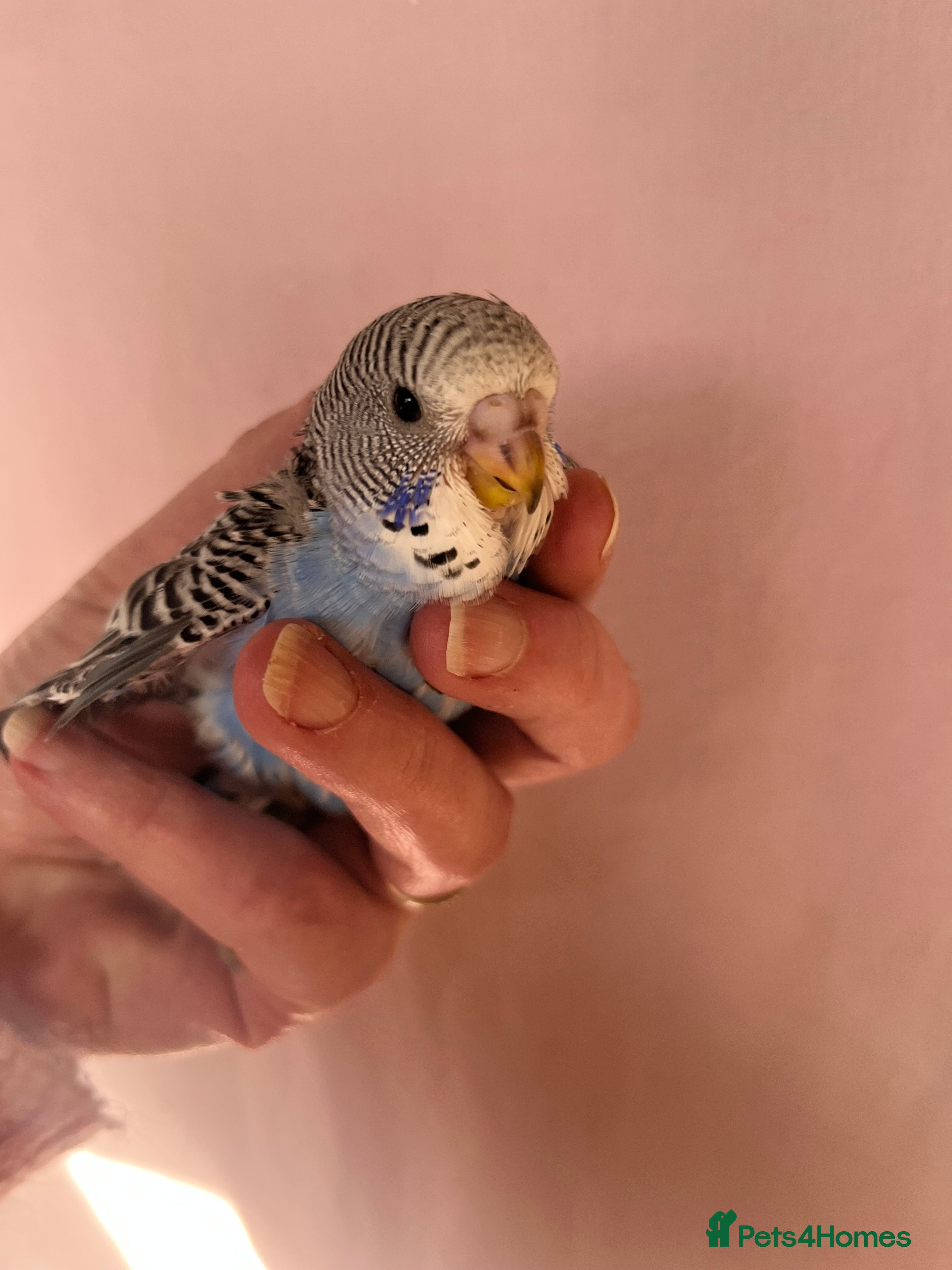 Budgerigars birds Baby Budgies Inverness - Advert 2