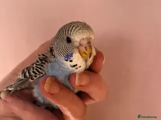 Budgerigars birds Baby Budgies Inverness - Advert 2