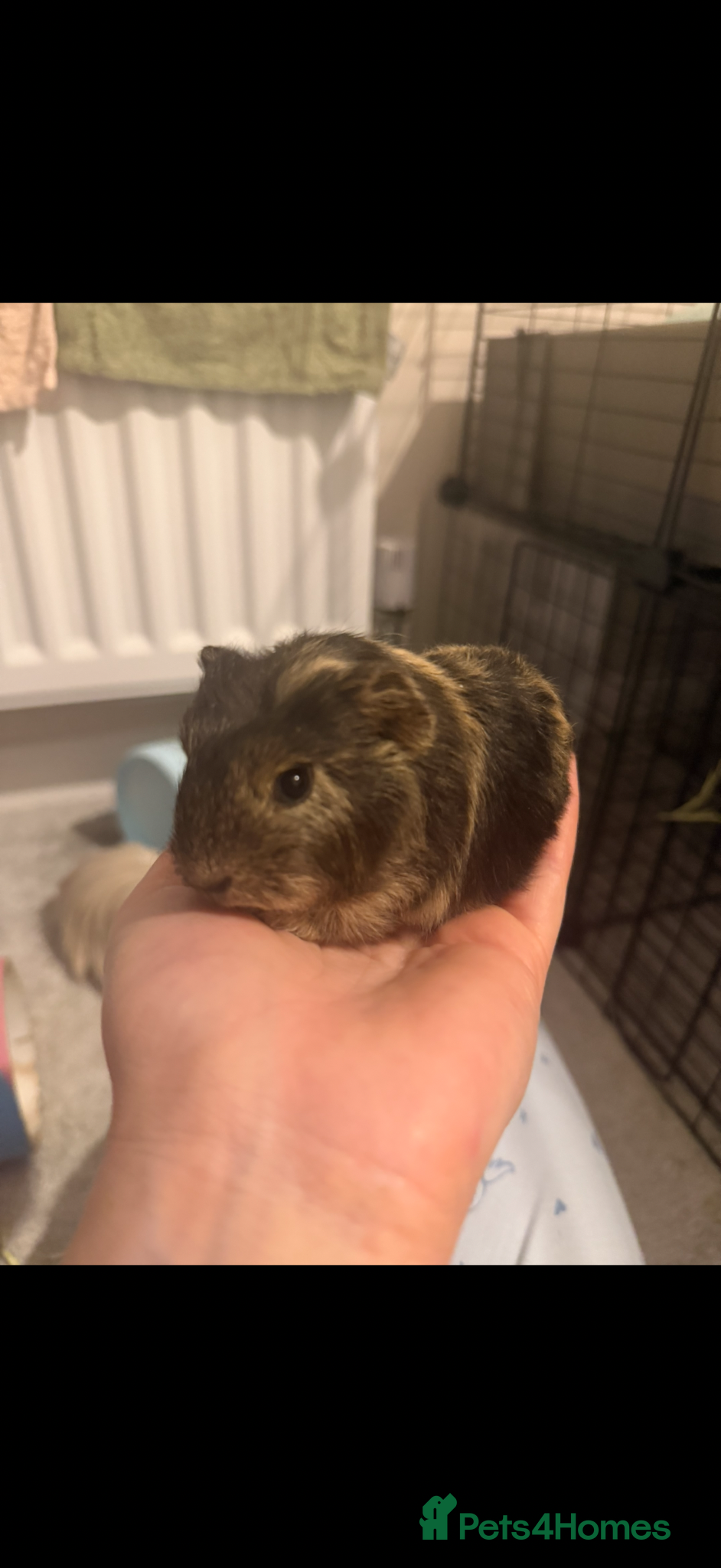 Guinea Pig rodents Baby guinea pigs available to reserve  - Advert 1