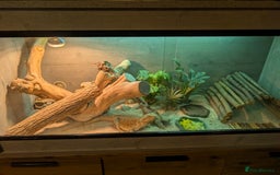 Bearded Dragon reptiles for sale: Orange Female Bearded Dragon - Image 3
