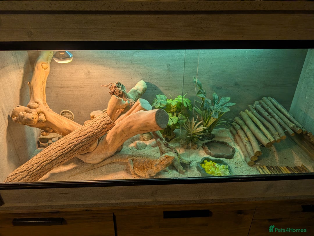 Bearded Dragon reptiles for sale: Orange Female Bearded Dragon - Image 3