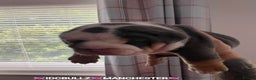 English Bulldog dogs for stud: Uncle Fester in Manchester - Advert 10