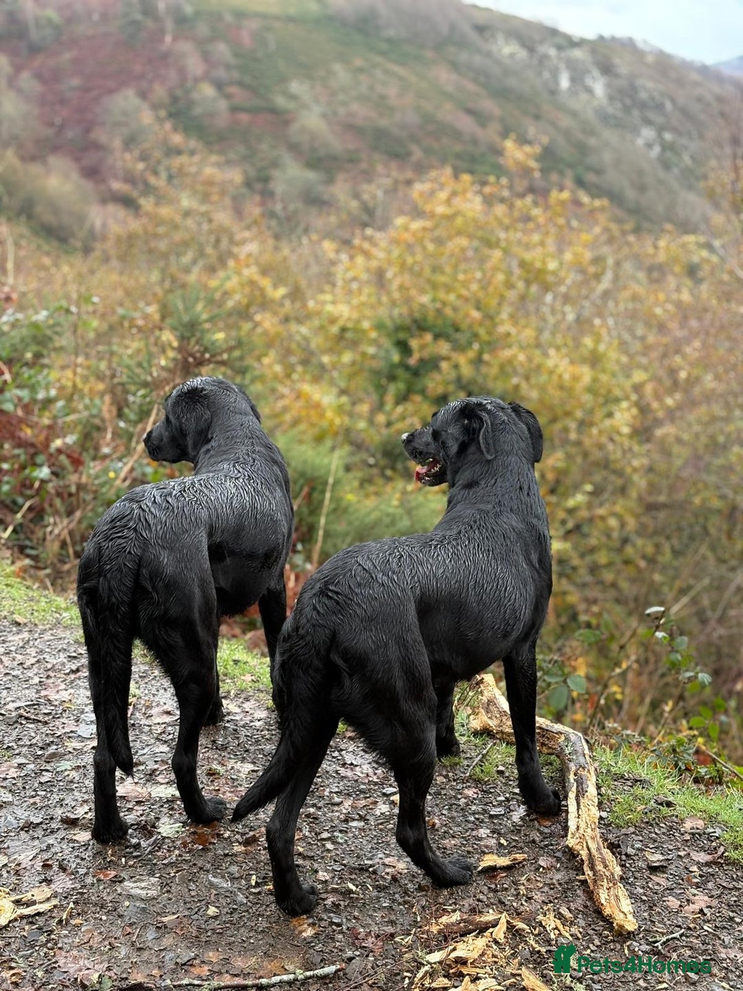 Mixed Breed dogs for sale: Flat coat retriever x black labrador - Image 4