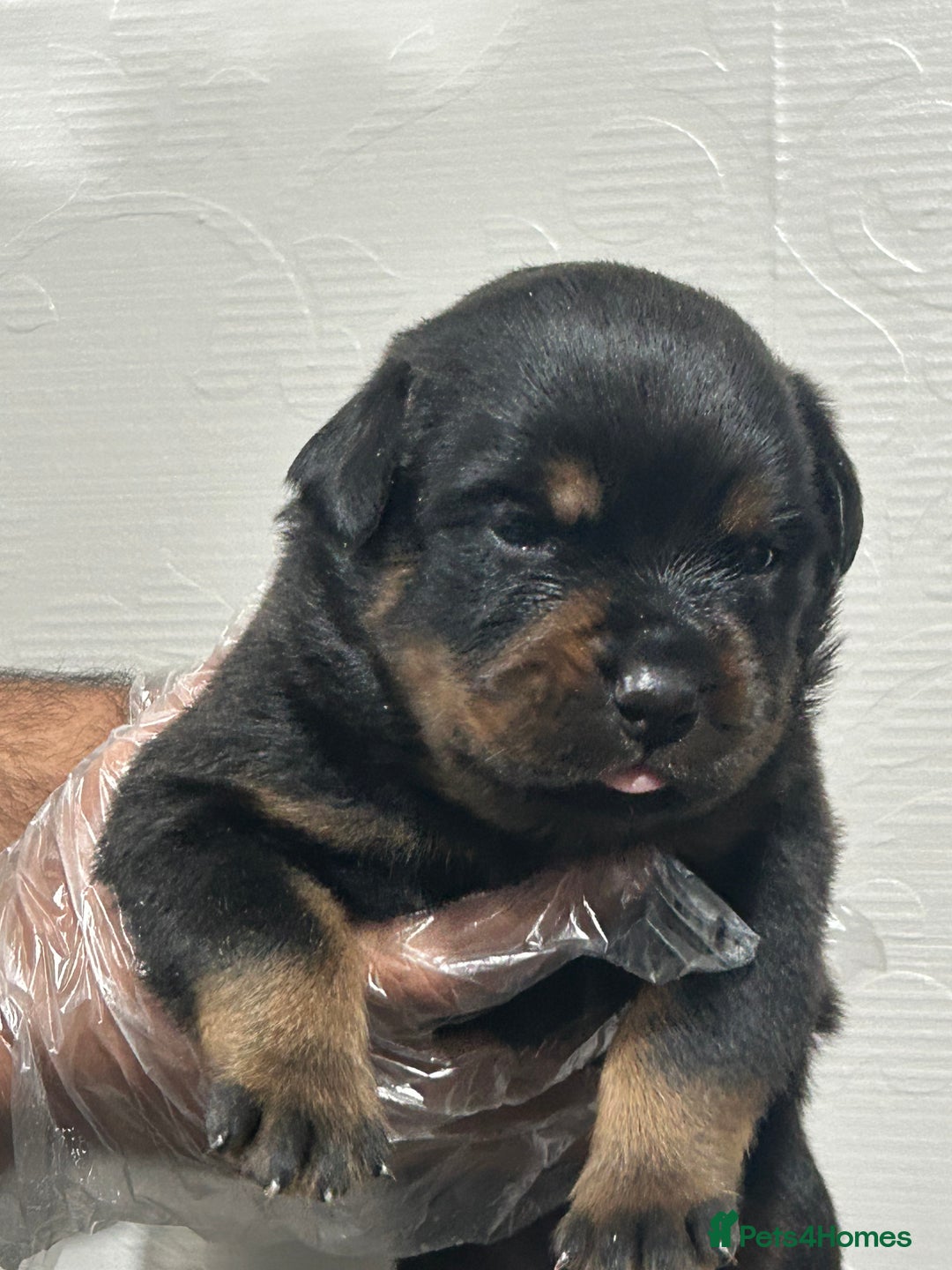 Rottweiler dogs for sale: Top Quality KC Reg Rottweiler Puppies for sale - Advert 8