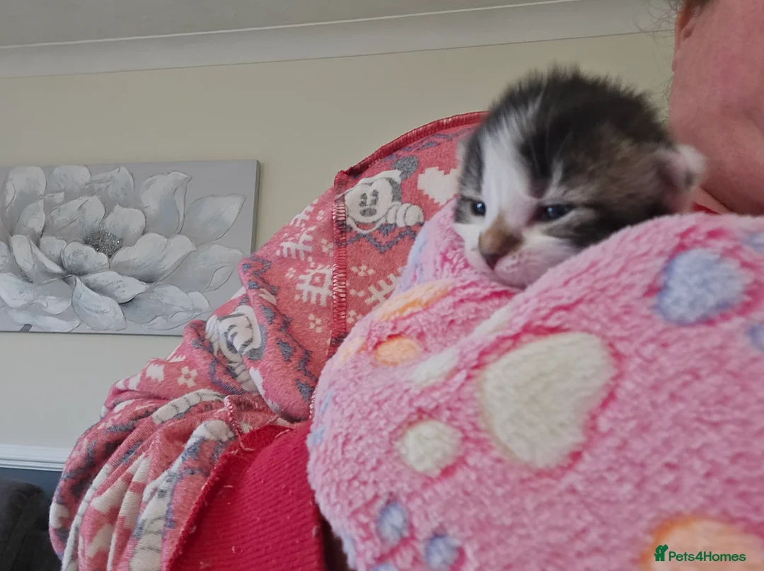 Mixed Breed cats for sale: 4 beautiful kittens 2 males & 2 females  - Advert 5