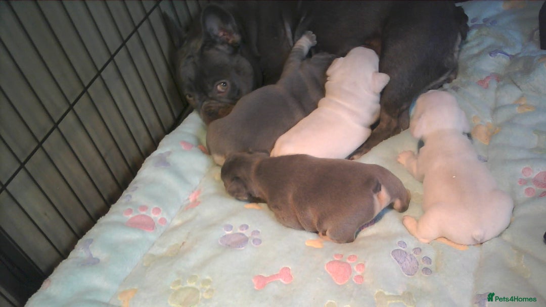 French Bulldog dogs for sale: FRENCH BULLDOG PUPPYS - Advert 4