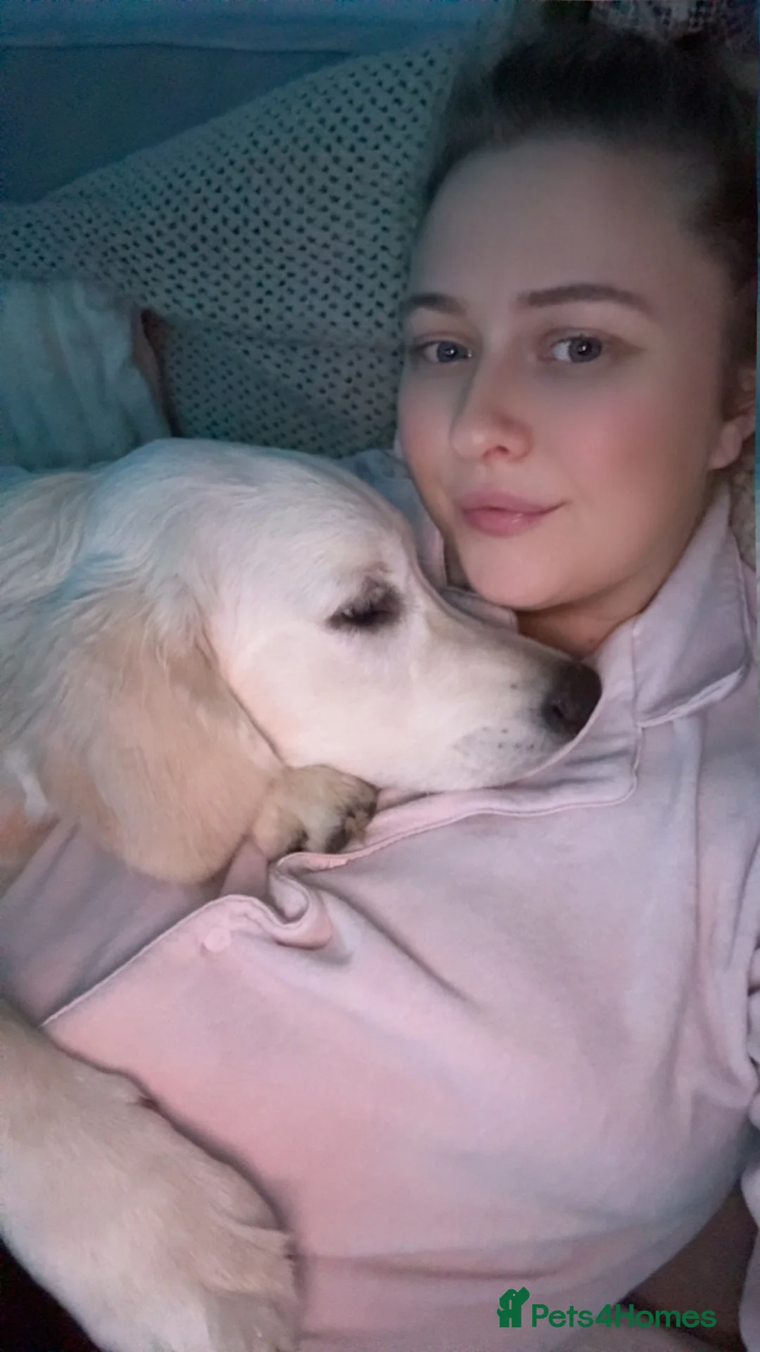 Golden Retriever dogs for sale: 2 Male golden retrievers for rehoming - Advert 32