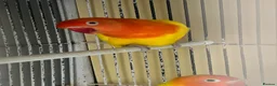 Lovebirds birds for sale: Sale of opline , deceno love bird very rare colour in Hayes - Advert 14