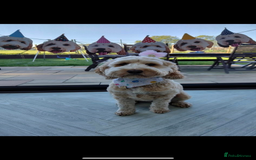 Cockapoo dogs for sale: Beautiful Health Tested F1 Show Cockapoos - Image 26