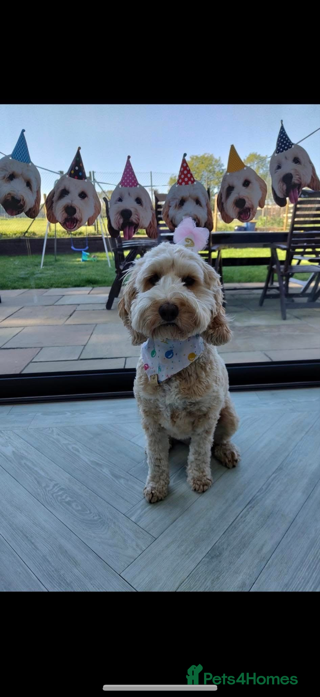 Cockapoo dogs for sale: Beautiful Health Tested F1 Show Cockapoos - Image 26