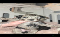 Pomapoo dogs for sale: 1 time miniature Pomapoo puppies - Image 8