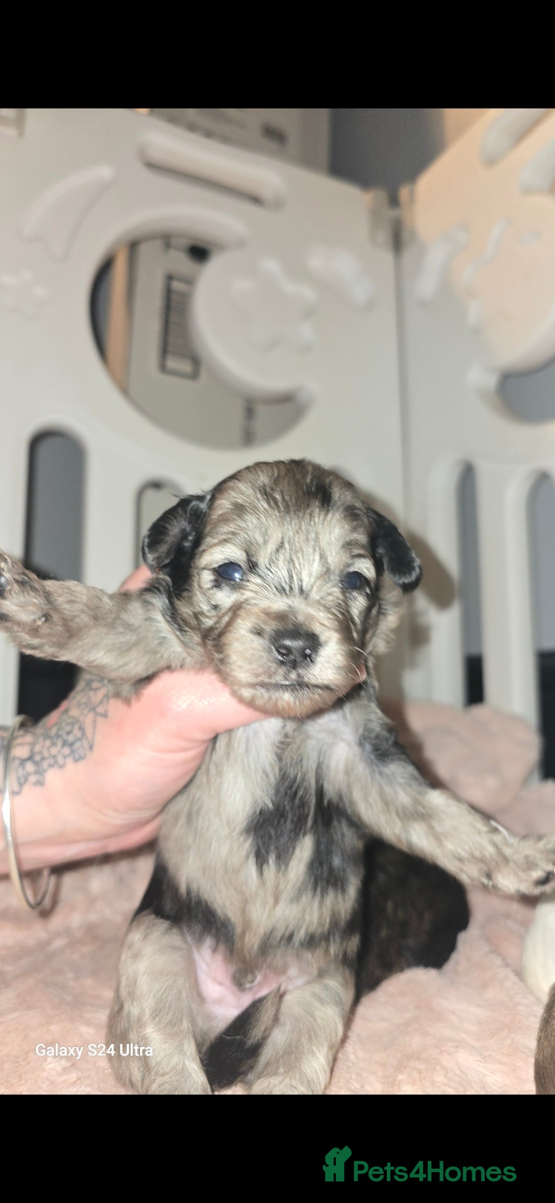 Pomapoo dogs for sale: 1 time miniature Pomapoo puppies - Image 8