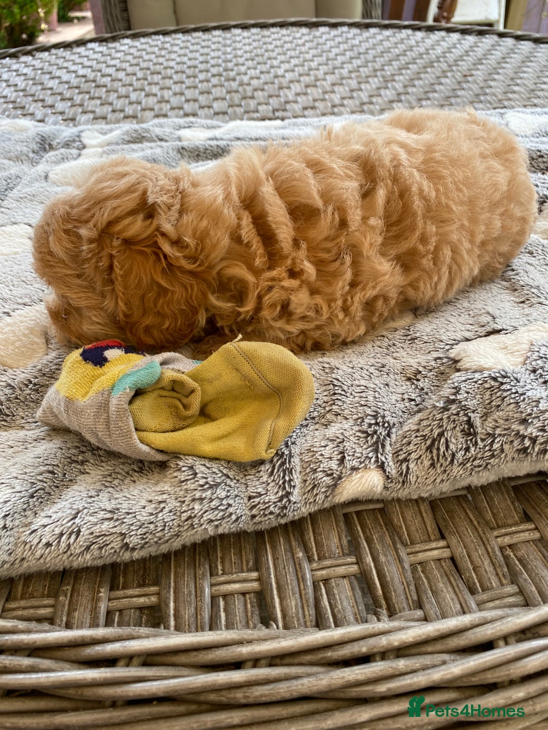 Maltipoo dogs for sale: Beautiful Apricot Maltipoo puppies. - Image 8