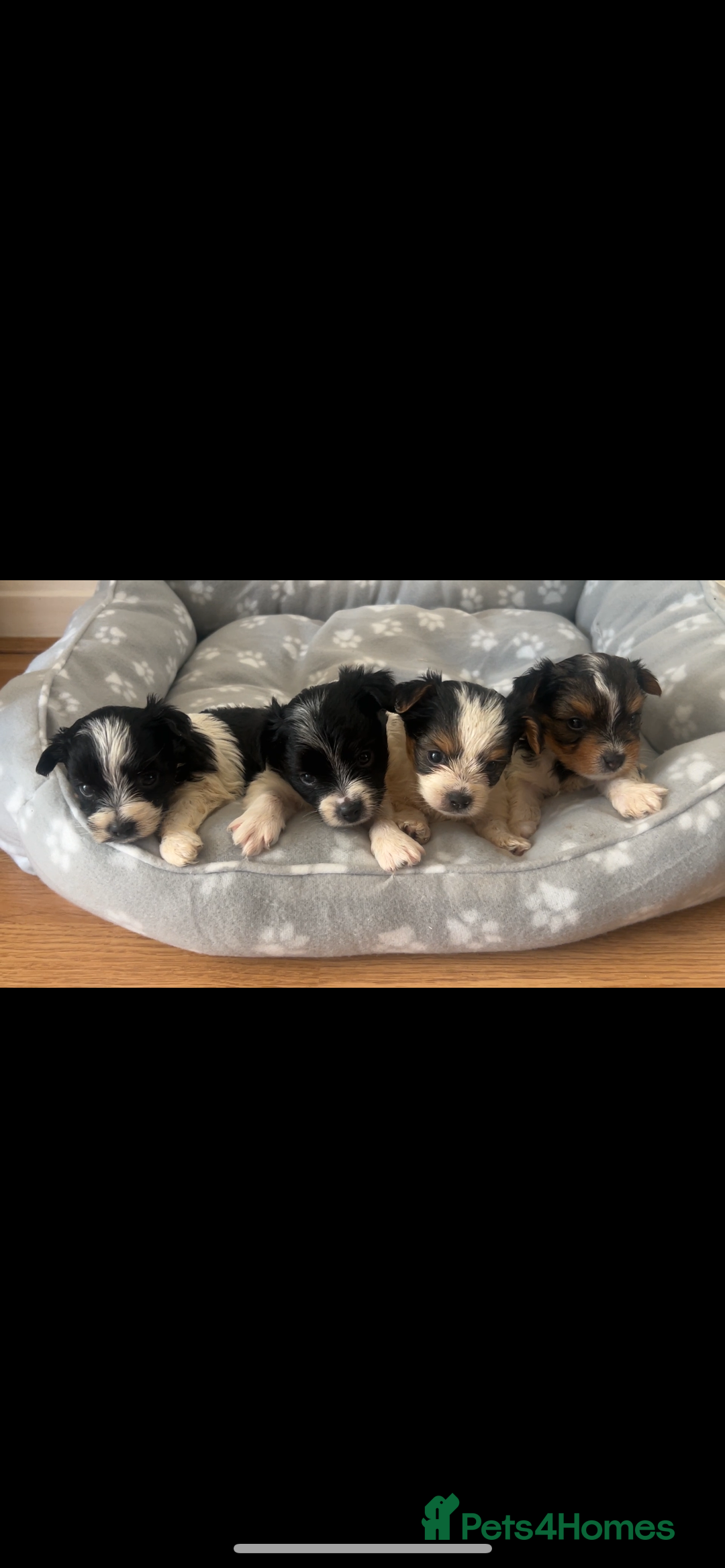 Biewer Terrier dogs for sale: Beautiful Biewer terrier for sale  - Image 1