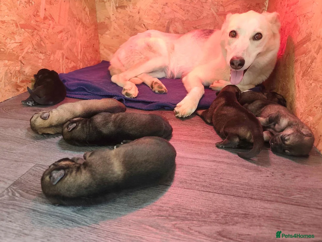Mixed Breed dogs for sale: German Shepherd x Husky/Northern Inuit Puppies - Advert 2