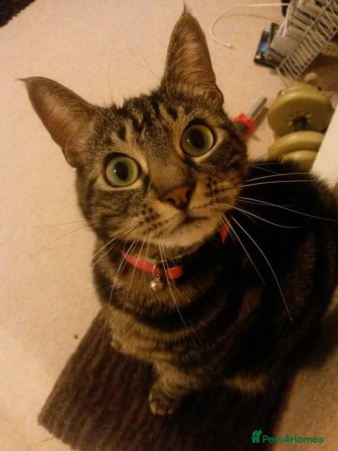 Domestic Shorthair cats for sale:  **  for sale  - Advert 1