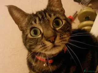 Domestic Shorthair cats Free Cat for sale - Advert 3