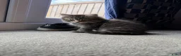Mixed Breed cats for sale: Tabby kittens looking for there forever home - Advert 9
