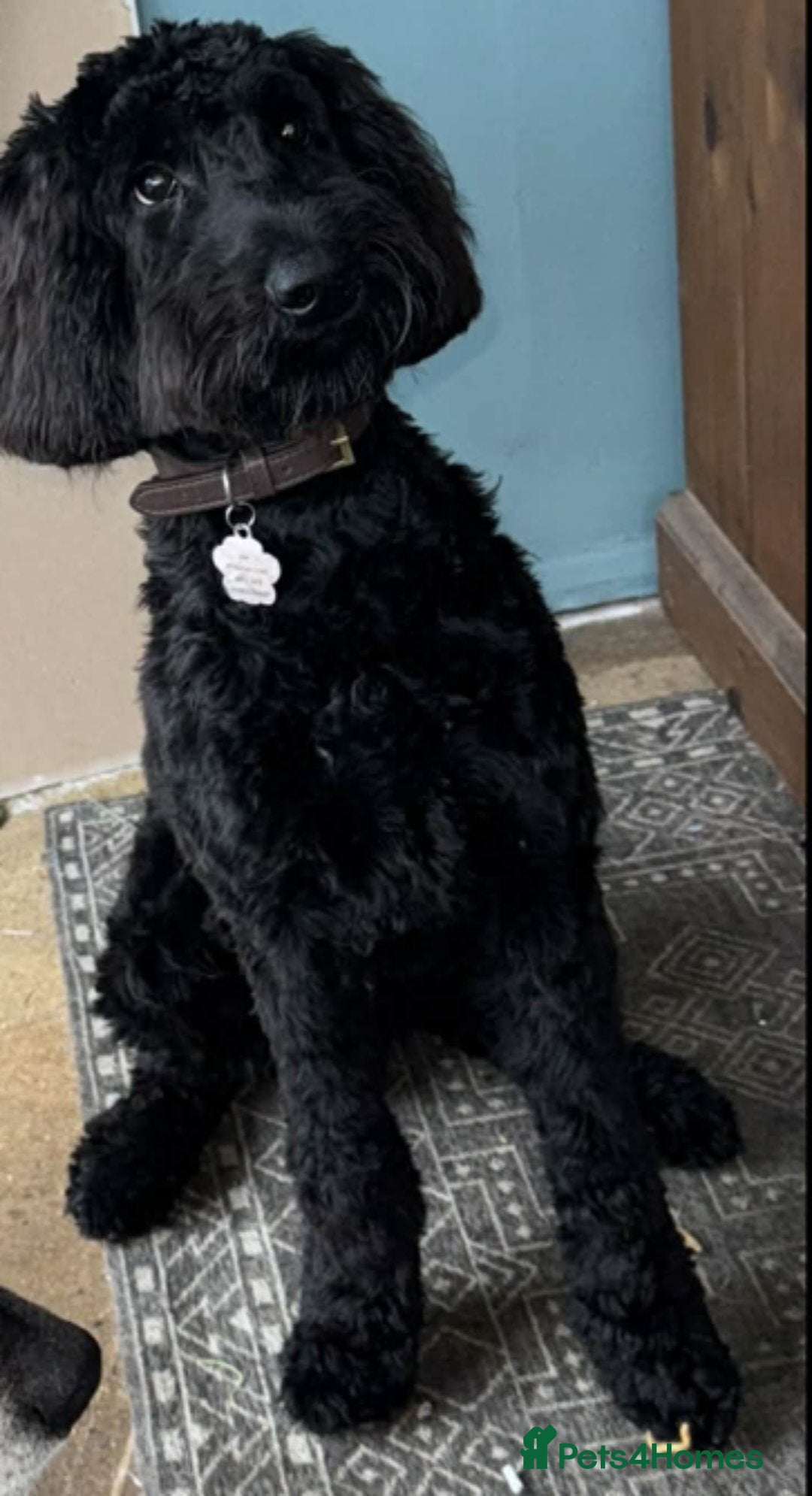 Mixed Breed dogs for sale: Giant Schnoodle - Advert 4