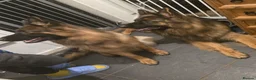 German Shepherd dogs for sale: Loving Home Needed for Bonded German Shepherd Pair - Advert 6