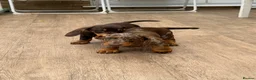 Dachshund dogs for sale: Dachshund is your friend forever  - Advert 18