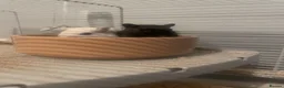Gerbil rodents for sale: Two female gerbils for free - Advert 3