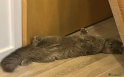 British Longhair cats for sale: British long hair  - Image 3