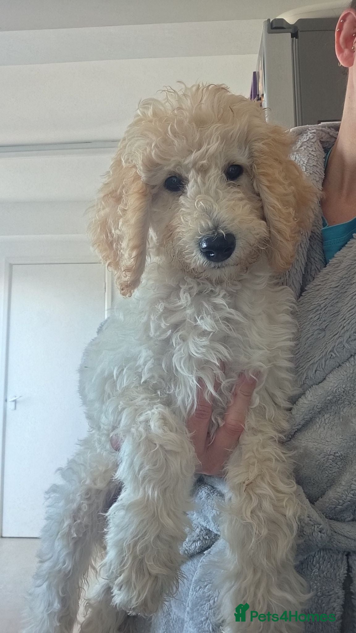 Labradoodle dogs Standard Multigeneration Labradoodle Backcross - Advert 16