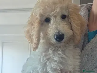 Labradoodle dogs Standard Multigeneration Labradoodle Backcross - Advert 16