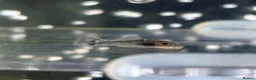 Plecos fish for sale: 4 baby pleco in Preston - Advert 2