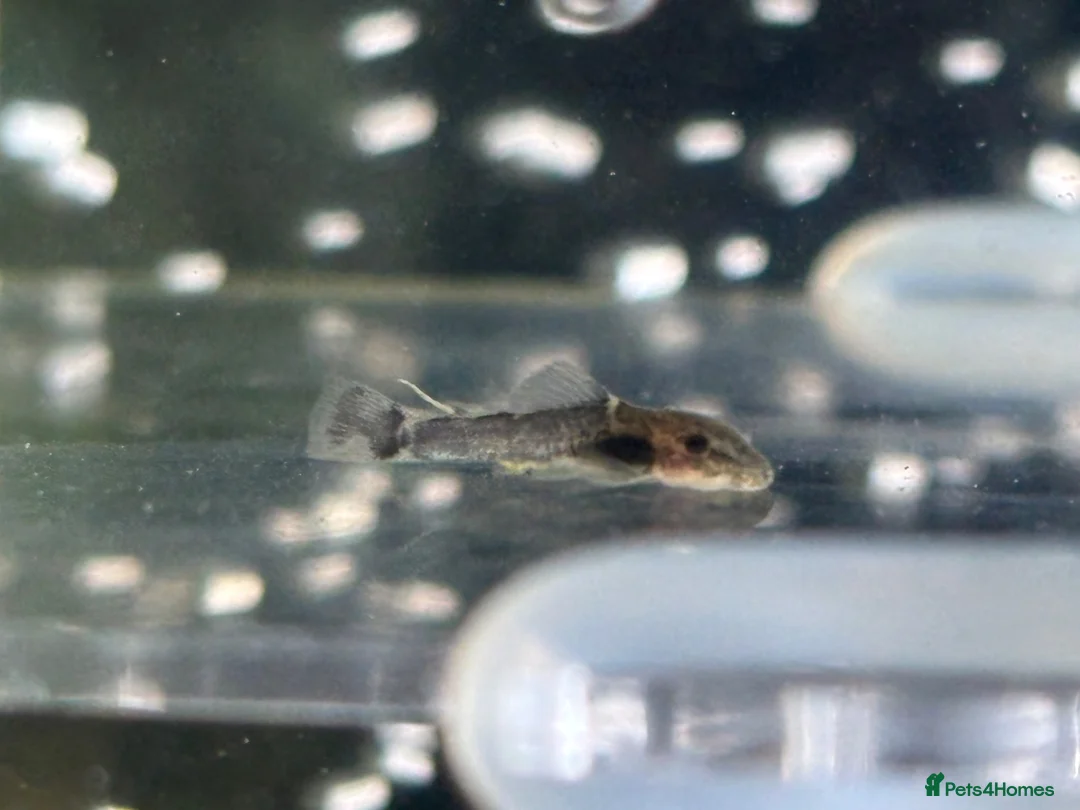 Plecos fish for sale: 4 baby pleco in Preston - Advert 2