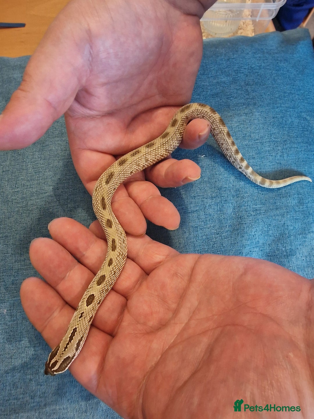 Snake reptiles for sale: CB 2025 Western Hognose snakes - Image 3