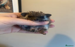 Pygmy Hedgehog rodents for sale: African Pygmy hedgehog for reservation  - Image 3