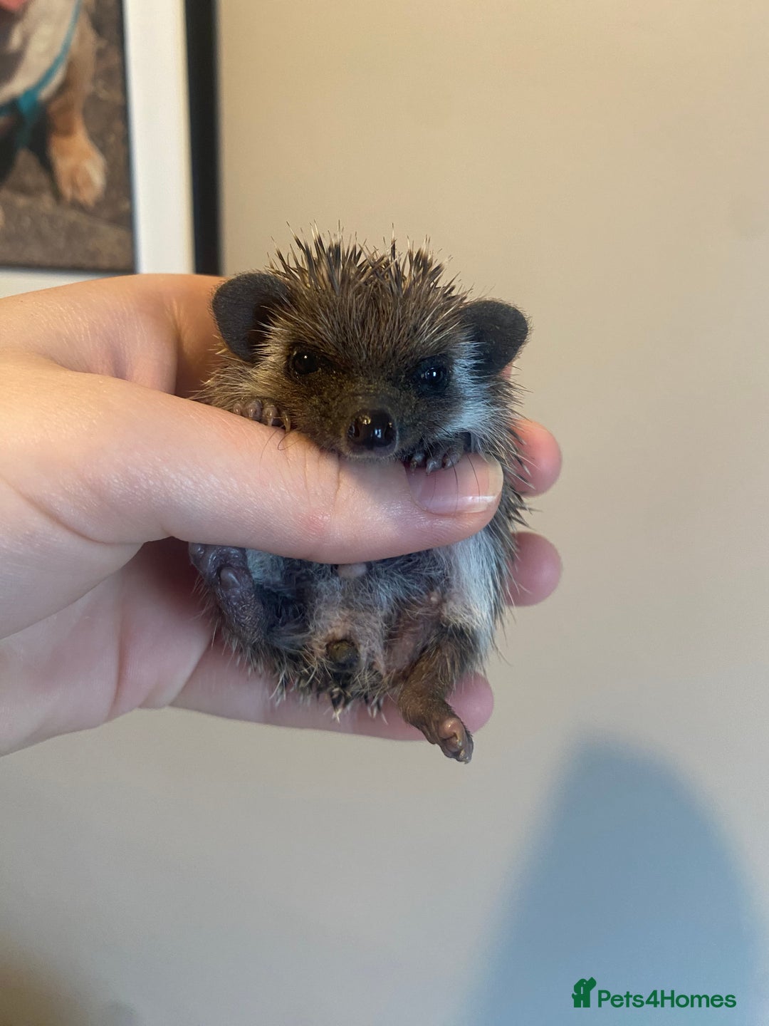 Pygmy Hedgehog rodents for sale: African Pygmy hedgehog for reservation  - Image 3